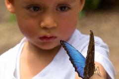 Butterflies of Mindo-22
