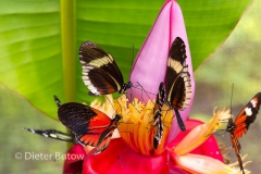 Butterflies of Mindo-23
