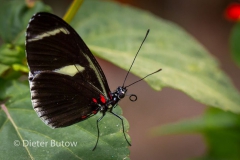 Butterflies of Mindo-24