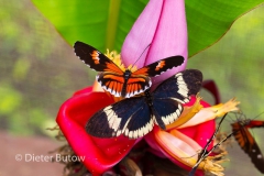 Butterflies of Mindo-26