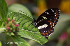 Butterflies of Mindo-27