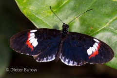 Butterflies of Mindo-29