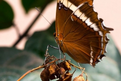 Butterflies of Mindo-30