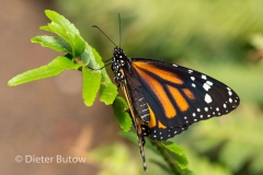 Butterflies of Mindo-31