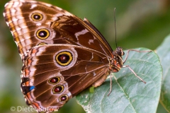 Butterflies of Mindo-33