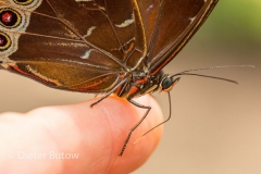 Butterflies of Mindo-35