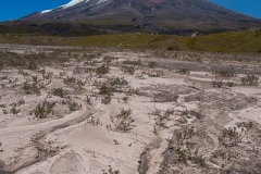 Ecuador 1b Cotopaxi & Quito -111