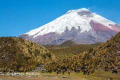 Ecuador 1b Cotopaxi & Quito -113