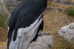 Ecuador Otavalo Parque Cóndor -111