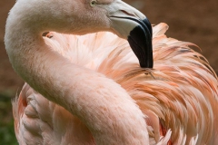 Parque das Aves-10