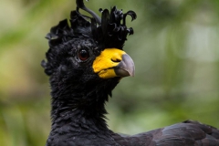 Parque das Aves-11