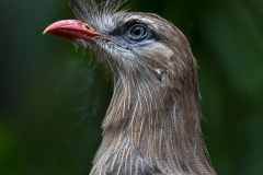 Parque das Aves-13