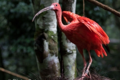 Parque das Aves-15