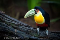 Parque das Aves-16