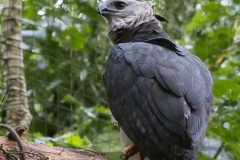 Parque das Aves-17