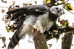 Parque das Aves-18