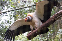 Parque das Aves-19