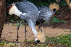 Parque das Aves-2