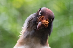 Parque das Aves-20