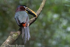 Parque das Aves-21