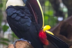 Parque das Aves-22