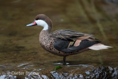 Parque das Aves-25