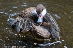 Parque das Aves-26