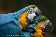 Parque das Aves-31