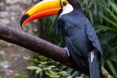 Parque das Aves-4