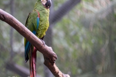 Parque das Aves-6