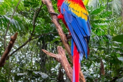 Parque das Aves-7