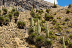 Parque Huascaran A-145
