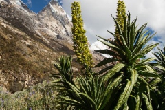 Parque Huascaran B-232