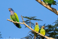 Peru - Lago Sandoval-119