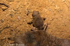 Peru - Lago Sandoval-147